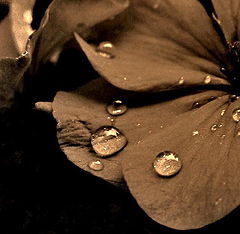 photo "Tears of the nature"