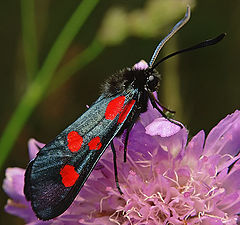 фото "Red and black"