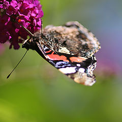 photo "butterfly"