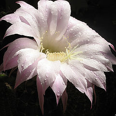 фото "cactus flower"