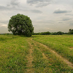 фото "Придорожная"