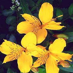 photo "" Peruvian Lily ""