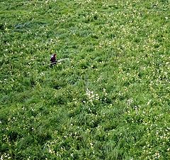 photo "lost in the grass"