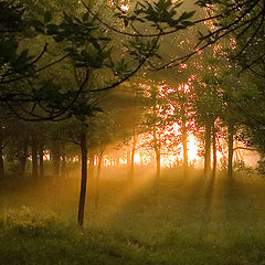 photo "rays..."