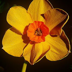 photo "Yellow flower!"