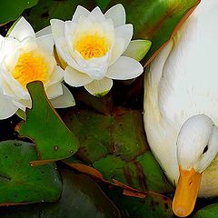 photo "white duck"