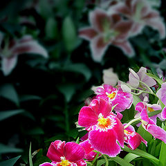photo "Flower one"