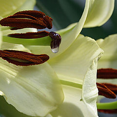 photo "Lilies"