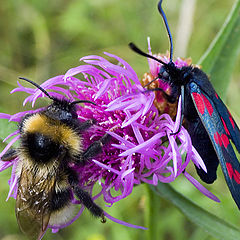 photo "Strange Friendship"