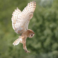 photo "about to land"