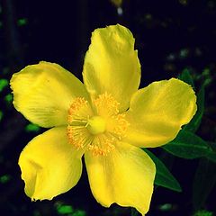 фото "" Hypericum ""