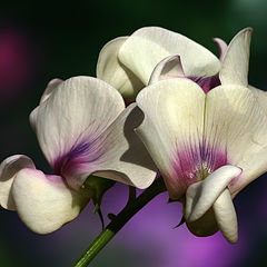 photo "Vicia sativa"