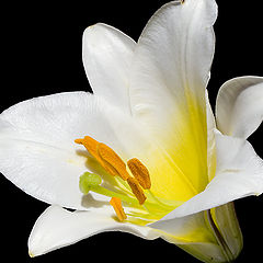 photo "Madonna Lily"