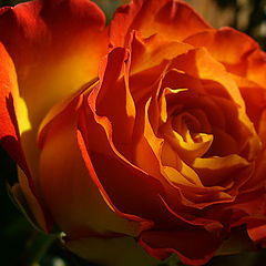 фото "Colours of the flame"