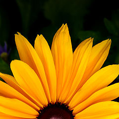 фото "Summer Sun"