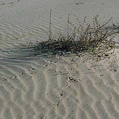 photo "Among the sands-3"