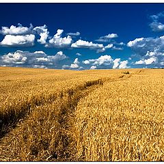 фото "Пшеничные следы"