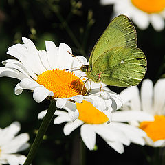 фото "бабочка Лимонница"