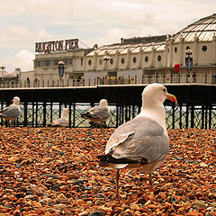 photo "Seagull"