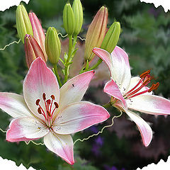 photo "Pink lilies. Beggining."
