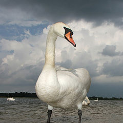 photo "Flock leader"