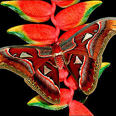 photo "Attacus Atlas"