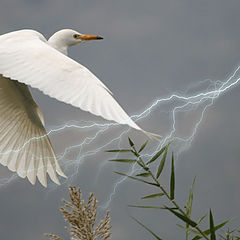 photo "07290ML White Egret"