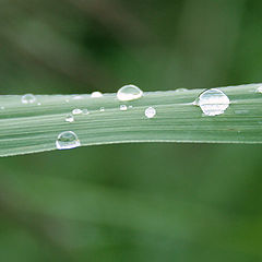 photo "Drops..."