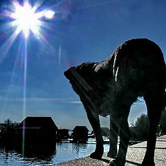 photo "Waiting for the boat on the river Sava"