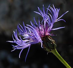 photo "Alpine flower"