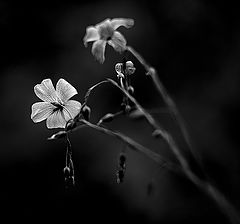 photo "* flax *"