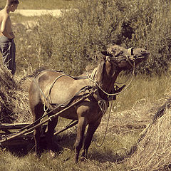 photo "Horse and hay"