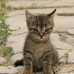 фото "Semi-wild kitten"