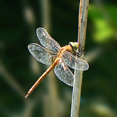 photo "Dragonfly"