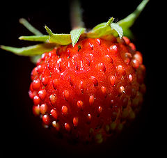 photo "Wild Strawberry"