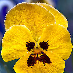 photo "Yellow Pansy"