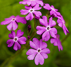 photo "Bird's-eye Primrose (Primula farinosa)"