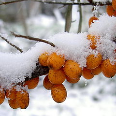 фото "sea-buckthorn in winter"