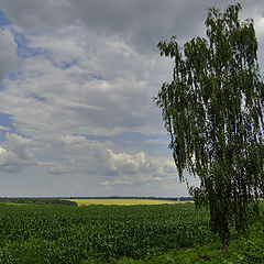 photo "in the field"