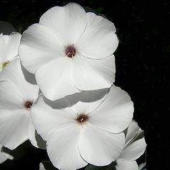 фото "White flowers"