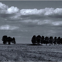 фото "Aljmas fields"