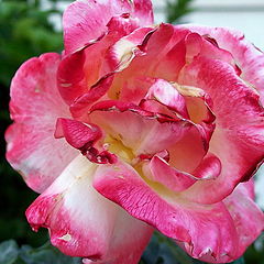 photo "Rose"