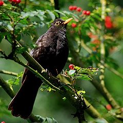 photo "Turdus merula (Косът)"