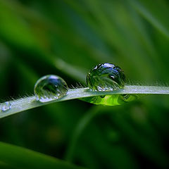 photo "About a dewdrop reflecting the sky"