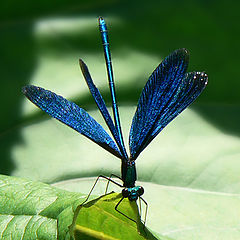 photo "Blue Damselfly"