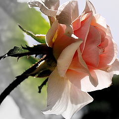 фото "Sta. Thereza Roses.."
