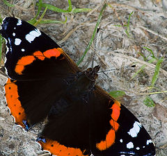 photo "Vanessa atalanta L."