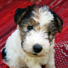 фото "Fox terrier puppy"