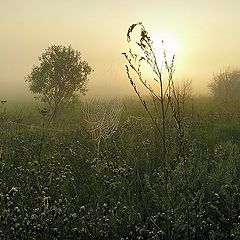 фото "Утро туманное"