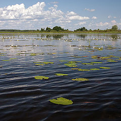 photo "Gulf with lilies"